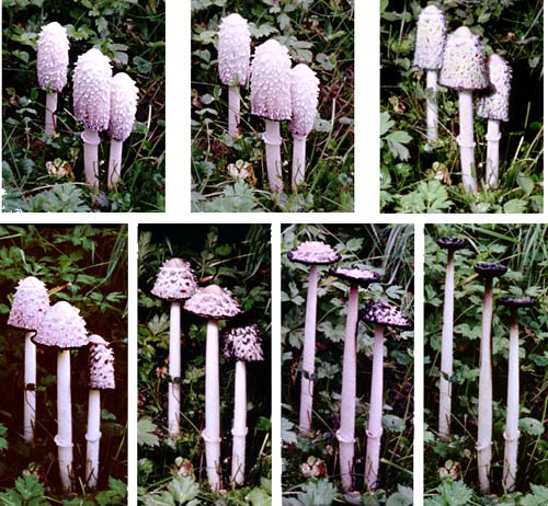 En serie bläcksvampar fotograferade med 4 timmars intervall