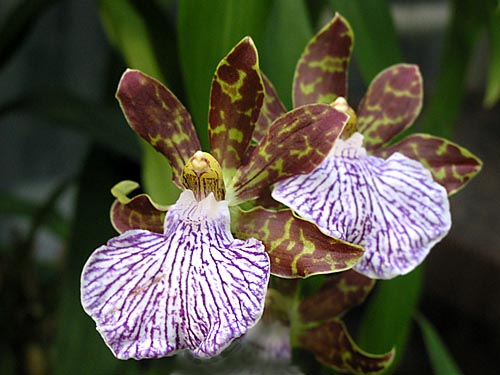 En vacker orkidé
