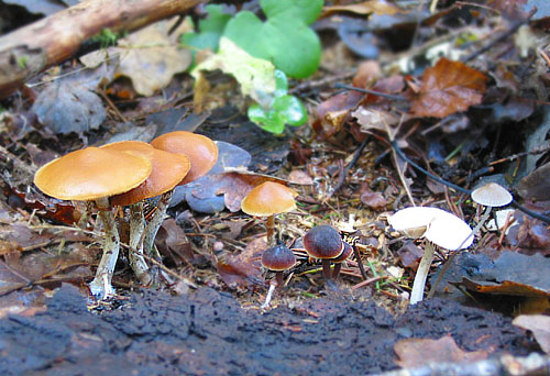 Fyra arter småsvampar