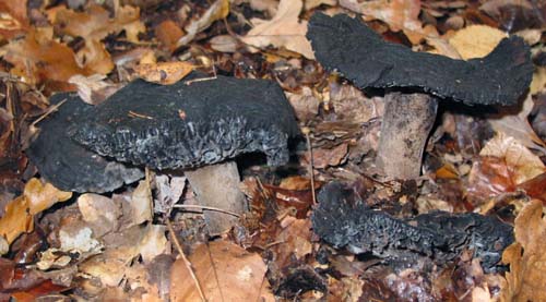 Svarta svampar