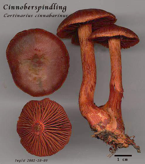 Cortinarius cinnabarinus