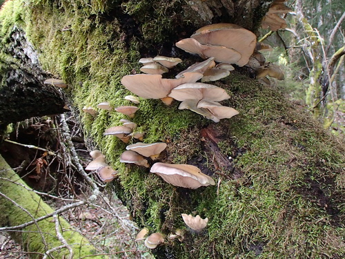 Grönmussling på en fallen ek