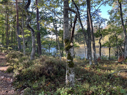 Igelskottstaggsvamp på en smal ek