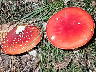 Röda flugsvampar