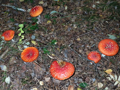 Röda flugsvampar