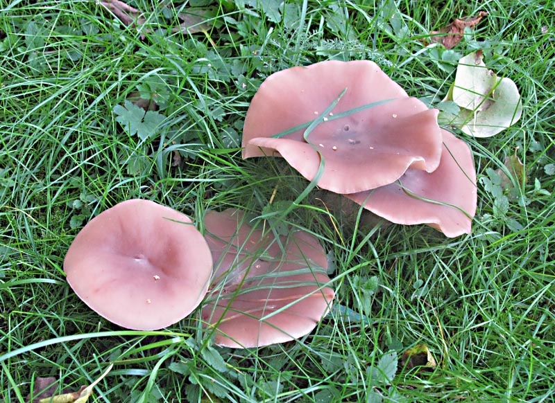 Vackra svampar
