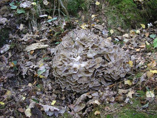 Korallticka - Grifola frondosa