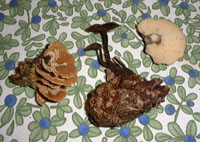 Tre svampar